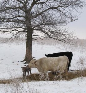 Spring Awaits Us! Image